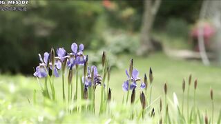 夜关门：欲望之花 야관문 ： 욕망의 꽃 韩国三级